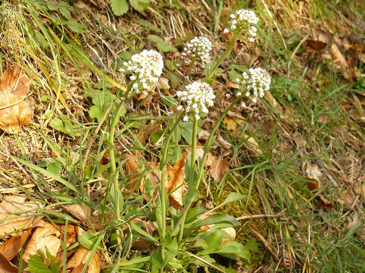 Noccaea caerulescens subsp. caerulescens (Brassicaceae)